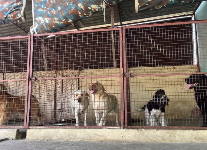 The Dog Hub Pet House